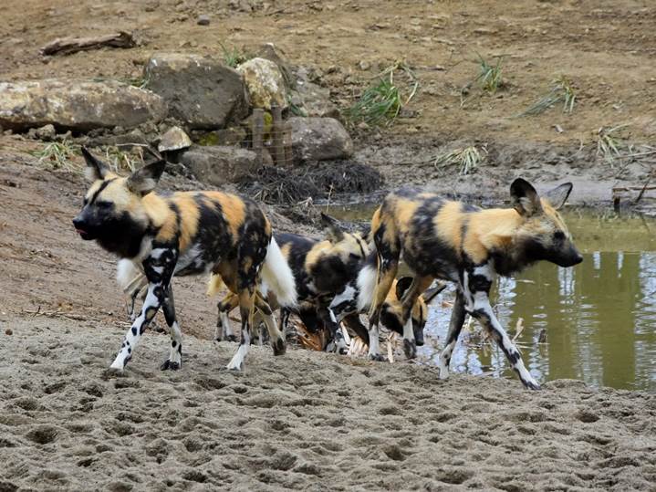 Week 15 - Afrikaanse wilde honden in nieuwe verblijf - GaiaZOO