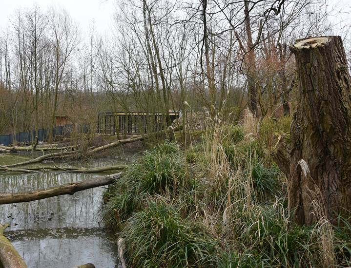 Week 16 - Vijver bij rode panda's - GaiaZOO