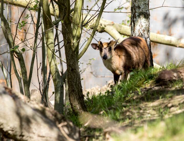 Week 19 - Muntjak in zijn verblijf - GaiaZOO