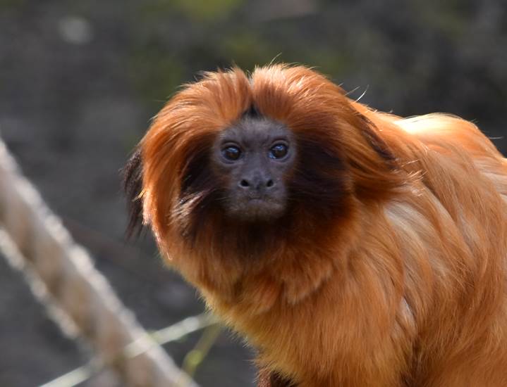 Gouden Leeuwaap in GaiaZOO