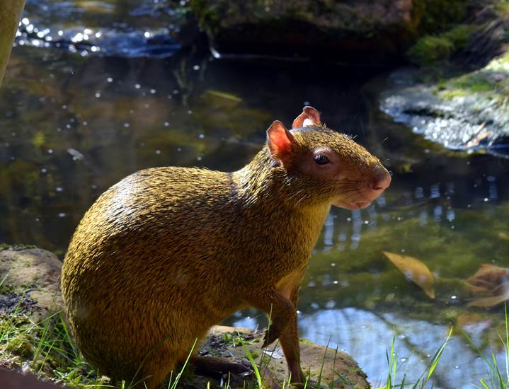 Week 6 - Agouti's in hun verblijf - GaiaZOO