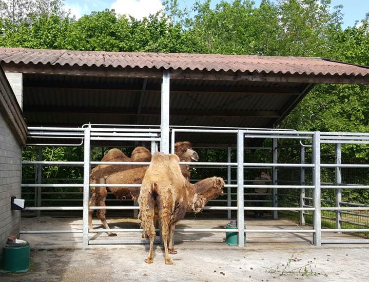 Aankomst kamelen in GaiaZOO - GaiaZOO