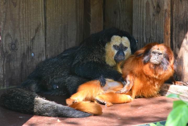 Gouden Leeuwaap in GaiaZOO