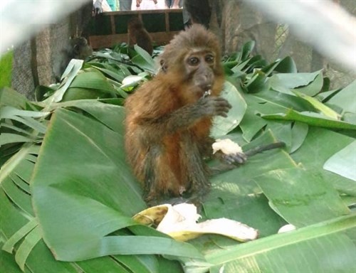 Jonge Goudbuik Mangabey - 2020-09-09ish A Monkey In The Truck